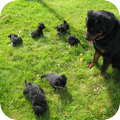 Hihih de pups van Chicky worden heel goed in de gaten gehouden door grote loebes Tyson:D