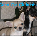 La Casa De Chihuahua's