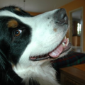 Berner Sennenhond