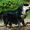 Berner Sennenhond