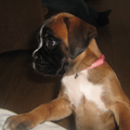 Boxer