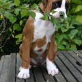 Boxer