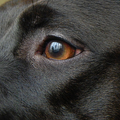 chyva's mooi oog
