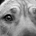 Een close-up van een hele bijzondere asielhond, een aantal jaren geleden gemaakt. Er was toen nog de Pitbullregeling...
