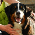 Berner Sennenhond