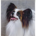 Roastarry's Papillons