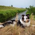 Sheltie