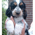 Engelse Cocker Spaniel