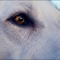 Jhento's oog, zoals altijd zit zijn gezicht weer vol expressie. Kan je verliefd zijn op je eigen hond? Ik ben het wel! 