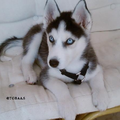 Siberische Husky
