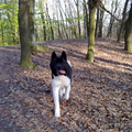 Amerikaanse Akita