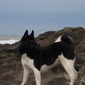 Amerikaanse Akita