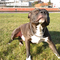 American Staffordshire Terrier