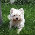 West Highland White Terrier