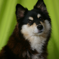 Kennel Karpalosadun