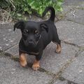 Jack Russell Terrier