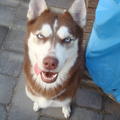Siberische Husky