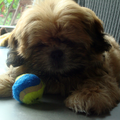 Shih Tzu