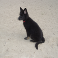Oud Duitse Herdershond