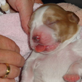 Of The New Born Beauty's