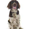 Engelse Springer Spaniel