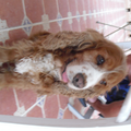 Engelse Cocker Spaniel