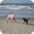 Max op het strand in Scheveningen, zag hij een leuke grote hond en dacht hier ga ik lekker leuk achteraan lopen!