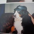 Berner Sennenhond
