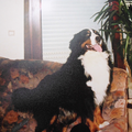 Berner Sennenhond