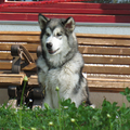 Alaskan Malamute