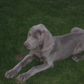 Weimaraner