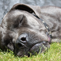 Cane Corso Italiano