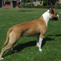Roco's Amstaff