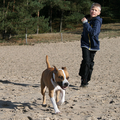 Roco's Amstaff