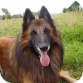 Tervuerense Herder