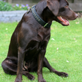 Labrador