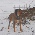Senna onze Rhodesian Ridgeback