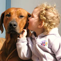 Senna onze Rhodesian Ridgeback