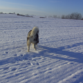 Altijd in zijn nopjes in de sneeuw. Lekker rondcrossen op het winterveld, gelukkig komt hij ook even snel terug :-)