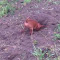 Jazzy hier aan het graven een grote duitse pinscher na doen en natuurlijk Lina nadoen.