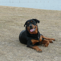 Rottweiler