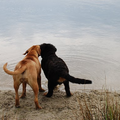 Hier staat Baco (4 mnd oud) met zijn vriendin Prada te genieten aan de waterkant.