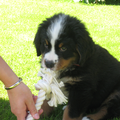 Berner Sennenhond