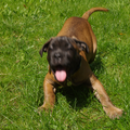 Cane Corso Italiano
