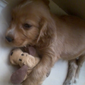 Engelse Cocker Spaniel