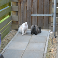Hier zie je onze hondjes Iggy en Chelsea onder de poort door gluren, kijken of hun baasje er aan komt.