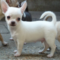 Chihuahua Kennel