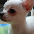 Chihuahua Kennel