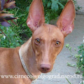 Cirneco Volgograd