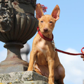 Cirneco Volgograd